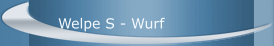 Welpe S - Wurf
